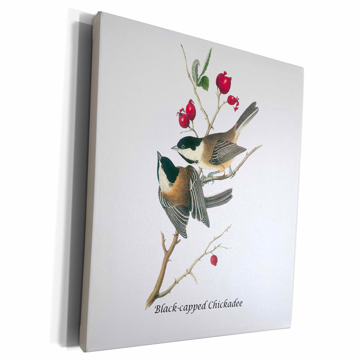 3dRose Black-capped Chickadee by John James Audubon - Museum Grade Canvas Wrap (cw_114047)