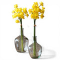 Buttercup Narcissus Flower Bunch