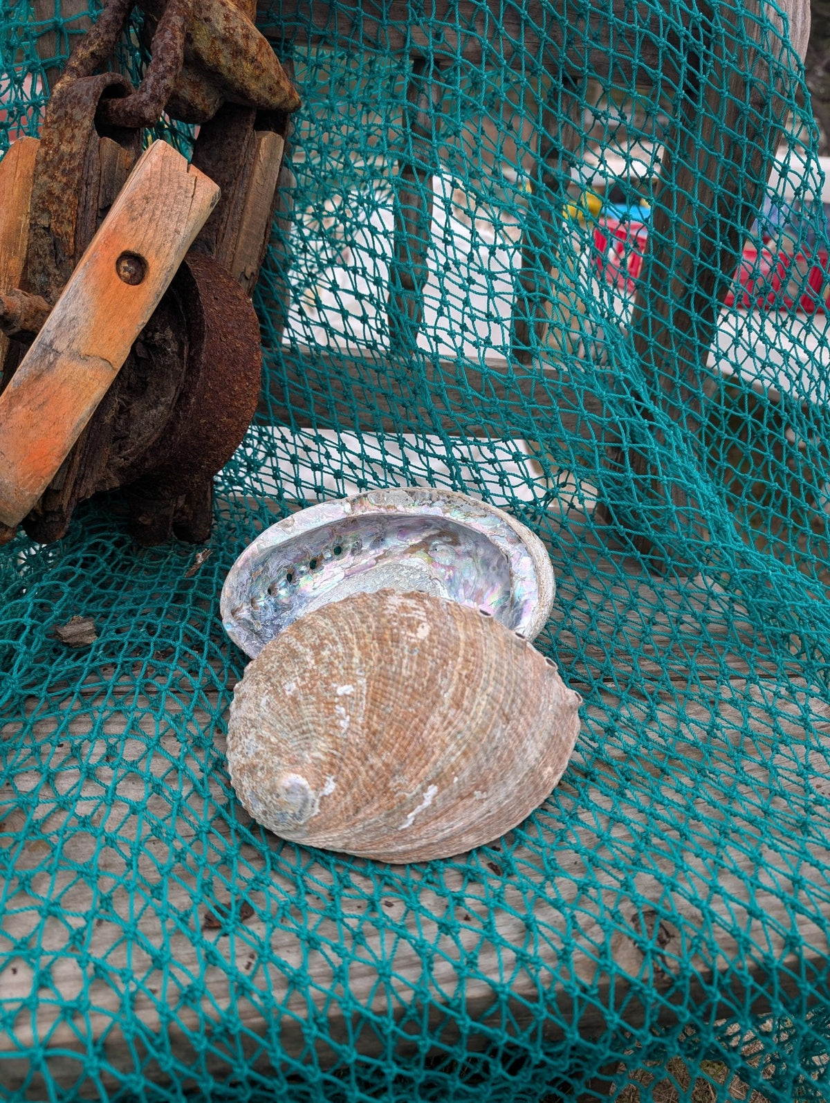 Rust Back Light Green Abalone Shell - Haliotis Fulgens
