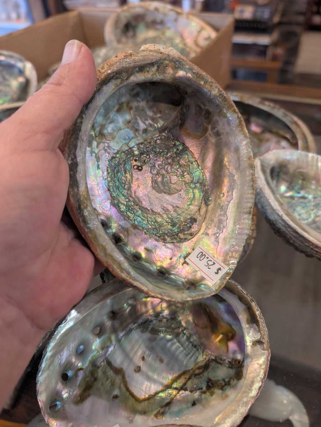 Rust Back Light Green Abalone Shell - Haliotis Fulgens